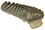 Fossil Stegodon Molar - Indonesia #146531-2